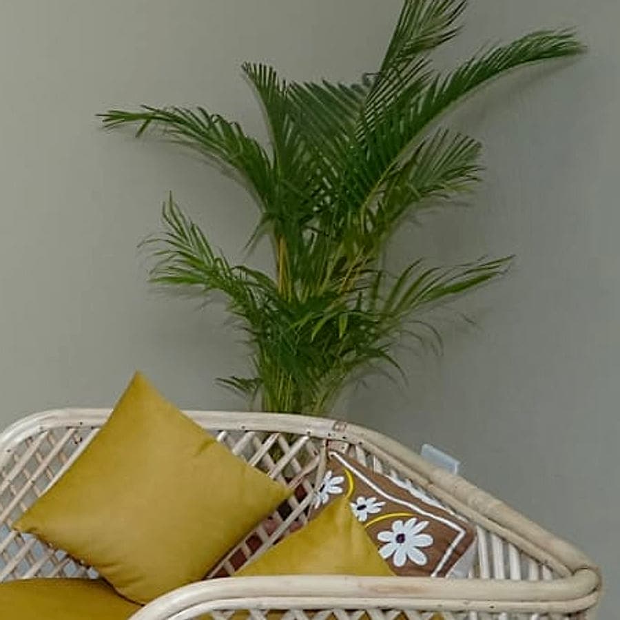 The woven lattice back of a cane chair, with a palm behind it.